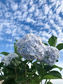 养花种植必备,园艺捆扎带在设计师手中颜值逆天了