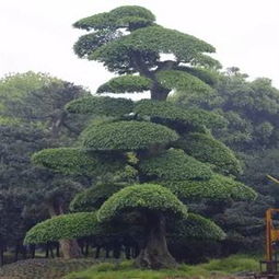 造型树会是将来园林苗木生产的三大主流之一
