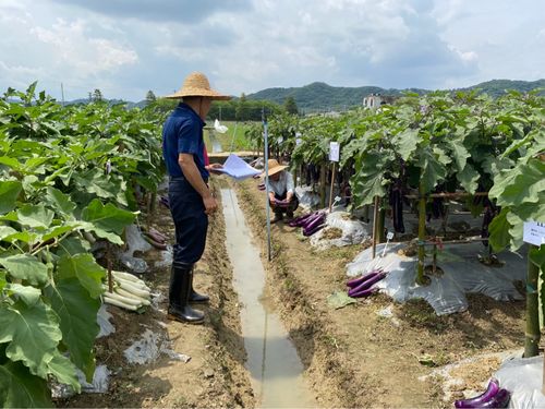 优胜奖决出 第十七届广州市农业新优品种 长茄 擂台赛评选结果公布