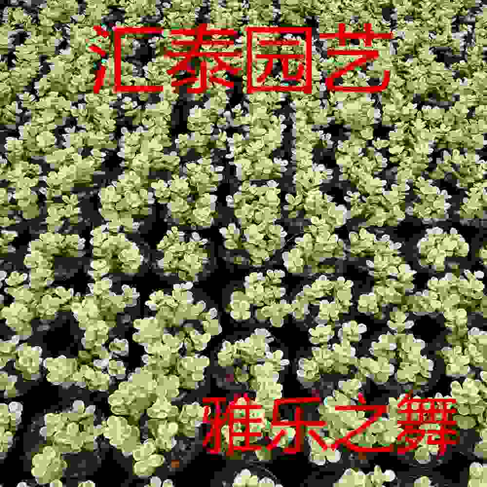 球类植物 花卉种子 种苗 农产品代理加盟 花卉 鲜花 花架 龙海市九湖汇泰园艺场