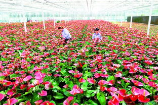 天津滨海国际花卉科技园区产品畅销国内外