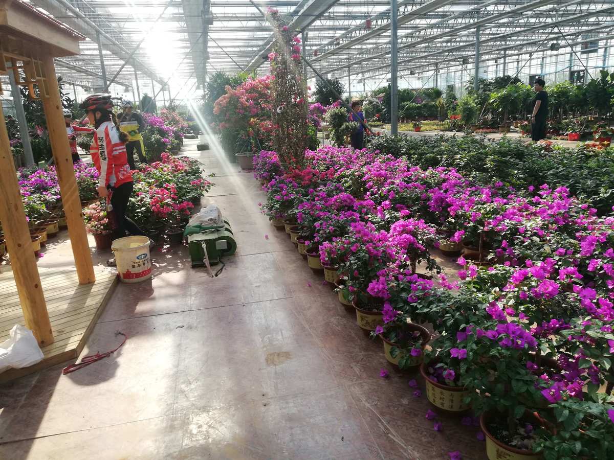 骑行黄河三角洲花卉苗木基地 - 美篇