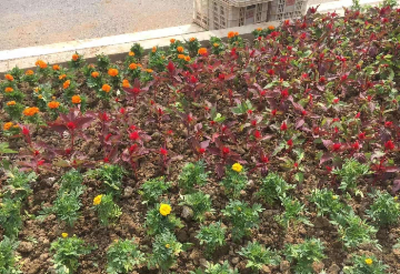 更新时令草花 提升城市景观
