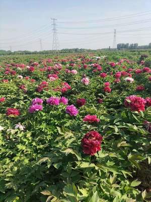 【牡丹价格 基地批发2-10年苗 旭阳园林其他林业副产品