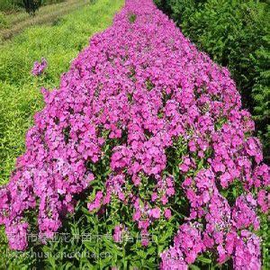宿根福禄考种植 大花剪秋萝种植基地 雏菊种植基地