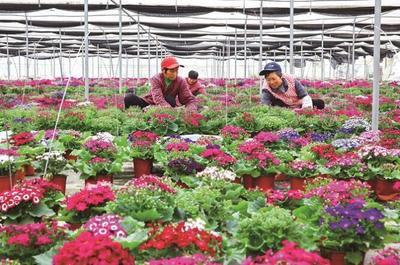 养什么花致富?揭秘花卉市场的商机与潜力