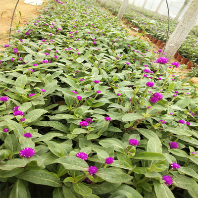 新疆千日红种植基地 千日红种子 江瑞花卉