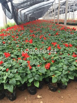 国庆节草花种植基地