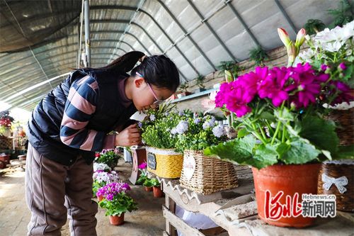 河北省滦南县 花卉旺销春意浓