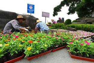栽植花卉 美化城市