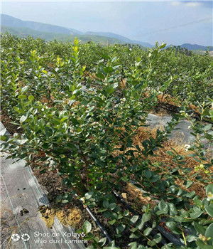 吴川利珀蒂蓝莓苗亩栽多少株