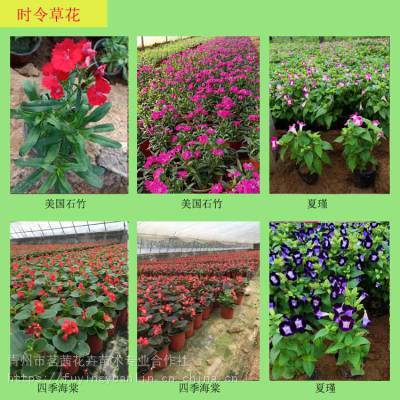 青州花卉种植基地;十一节日用花常见种类;国庆节花坛花卉