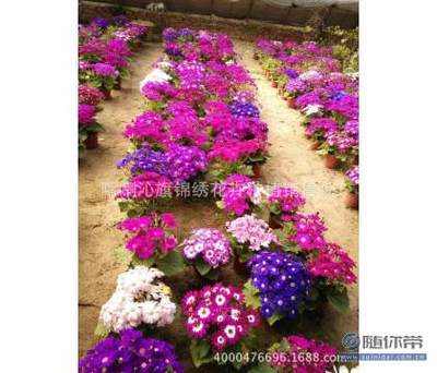 【供应批发瓜叶菊完美、小丑系列种子花卉种子园艺种国产子种子】喀喇沁旗锦绣花卉种植销售处 - 产品库