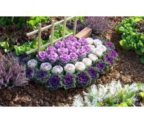 【草花红花鼠尾草】青州市赵建营花卉苗木种植专业合作社 - 产品库