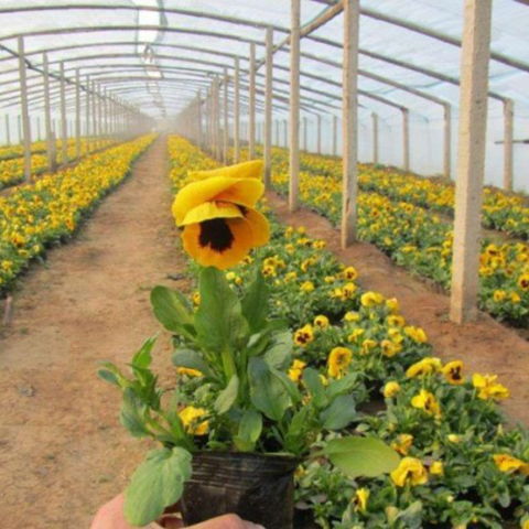 斑叶芒厂家 青州市铭泰花卉苗木种植专业合作社