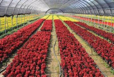农村有哪些种植好项目?种植什么最赚钱?