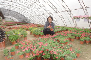 哈尔滨 宁远镇花农搞花卉种植致富
