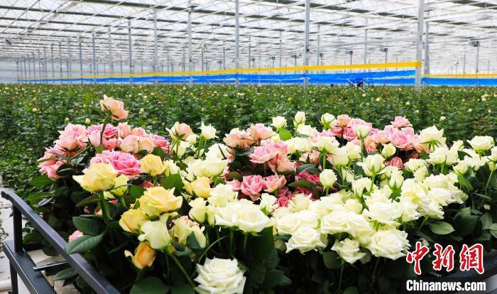 甘肃临夏牵手荷兰企业研发花卉 冀更多产品抢占市场