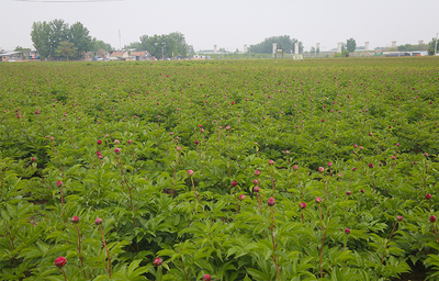 花样菏泽 绽放花样经济 | 花卉产业开出“花样经济” 菏泽进入芍药时期