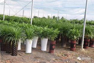 樟树这家花卉种植基地逆天啦 老板豪气全城大赠送 300盆精品盆景等你来拿 再不来就没了......