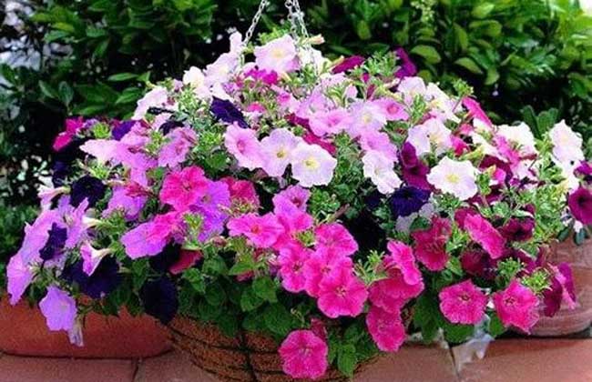 家庭种植花卉技术大全