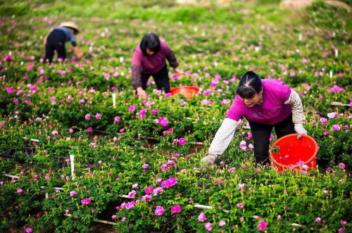 中山市云课堂 非遗讲堂丨小榄荼薇花制品加工技艺