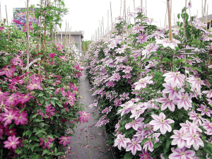 杭州(江干)第三届都市花卉节9月27日绽放