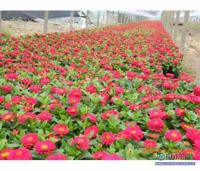 【草花花卉供应商九州园艺场】青州市赵建营花卉苗木种植专业合作社 - 产品库