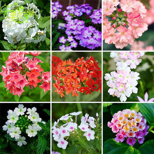 花卉养植 常见的温室花卉50种