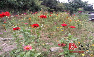 辰溪县 10万余株格桑花扮靓林场