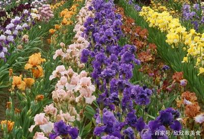 《花卉种植》花卉各个品种不同养护细节