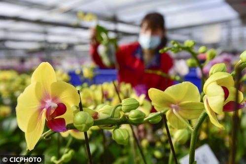 山东青州 花卉种植 助农增收