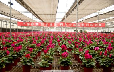 花卉 花盆种植图片