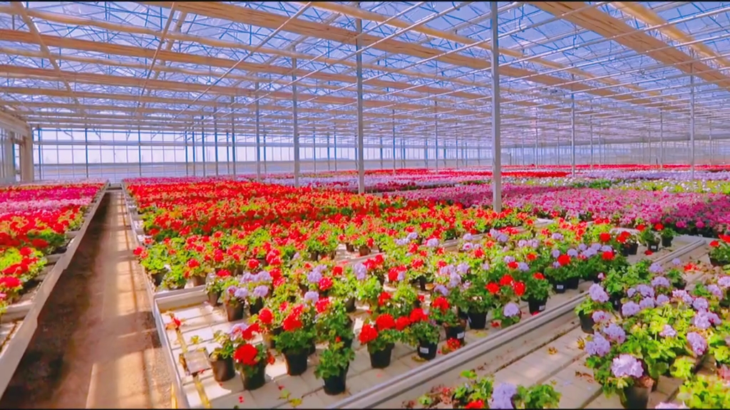 花卉种植温室大棚_哔哩哔哩_bilibili