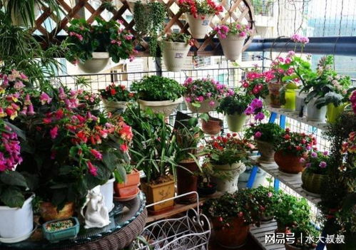 这3种好看好养的花卉,在家养一盆值,适合新手练手
