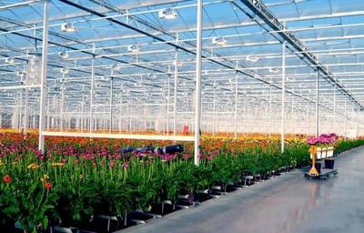 大棚花卉种植新手入门;大棚玫瑰花种植技术与管理
