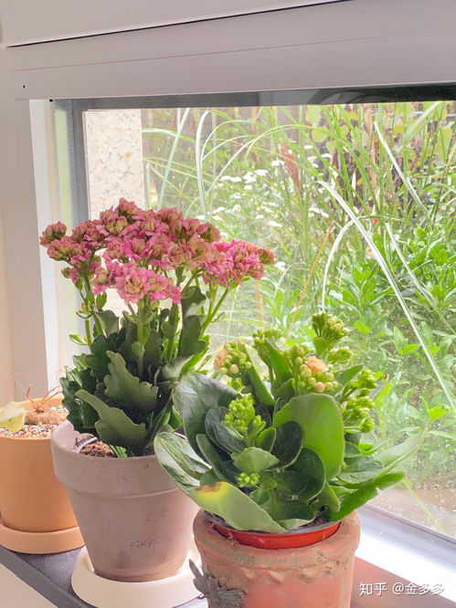 有什么适合北方冬天室内种植的花卉