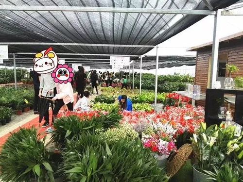奉贤绿植花卉种植基地,50000株1元3元5元疯狂开抢 买到手软