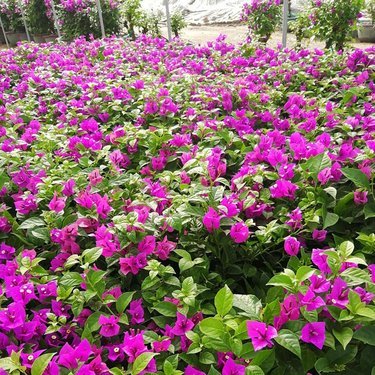 云南花卉种植基地有哪些