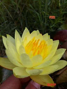 品种睡莲供应商 专业的品种睡莲经销商推荐
