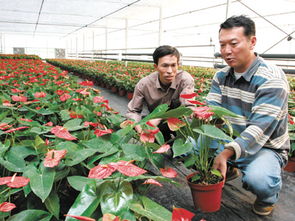 荷兰高档花卉 移民 长兴泗安