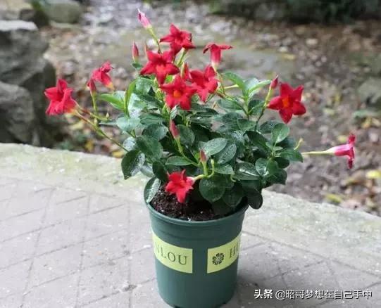 一种小花太神奇,一对叶子6朵花,养一棵开一片,室内室外都能养