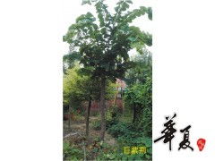精品供应巨紫荆,扶沟县绿源特色花木种植专业合作社
