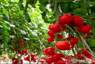 中农共信有机瓜菜工厂加盟好不好
