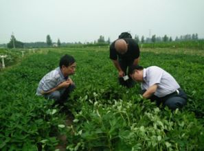 鲁花集团民族品牌建构的 三体 演绎