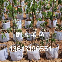 立体壁挂式种植袋横向毛毡布种植袋花卉植物墙面美植袋厂家价格 立体壁挂式种植袋横向毛毡布种植袋花卉植物墙面美植袋图片 立体壁挂式种植袋横向毛毡布种植袋花卉植物墙面美植袋批发