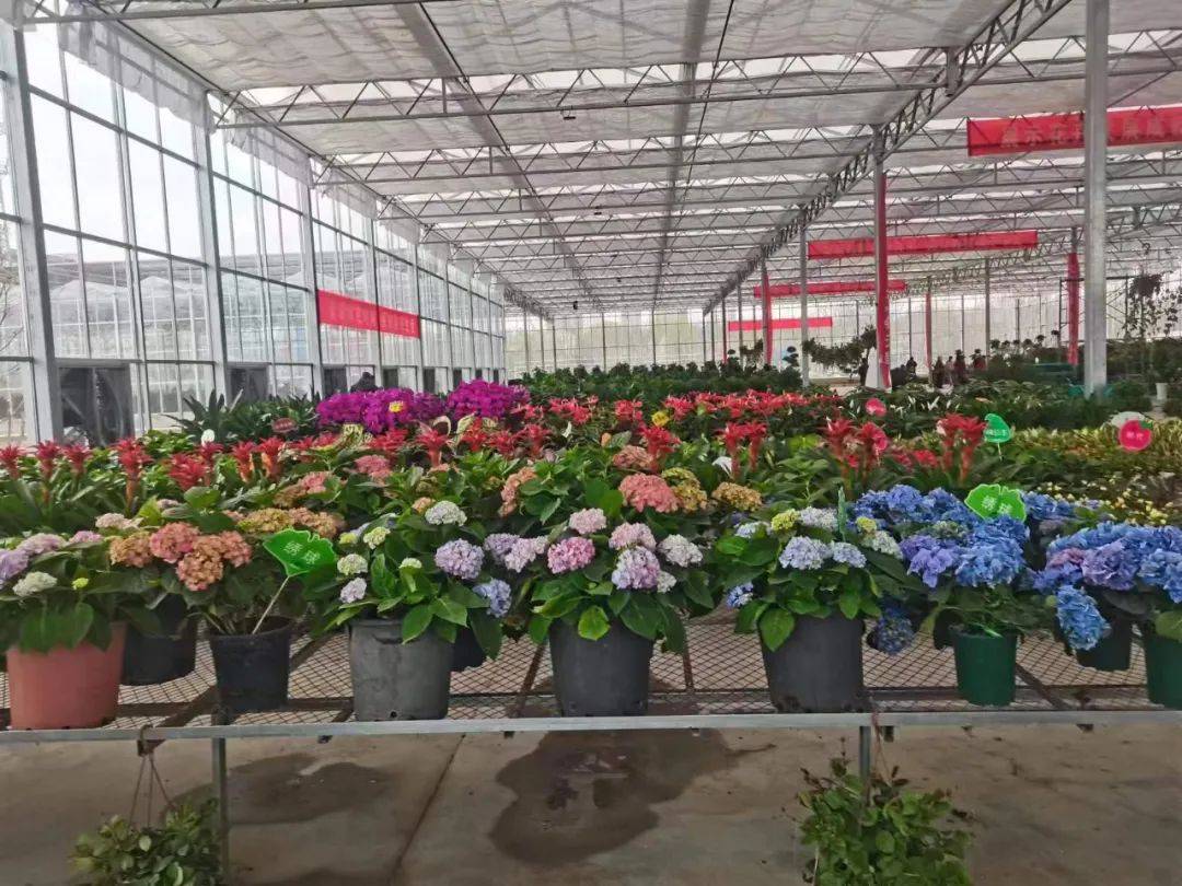 盂县北关花卉大棚迎客来_种植_项目_鱼菜