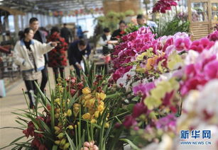 山东各地花卉市场花开飘香迎新春