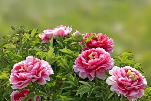 门票免费送 西昌首届牡丹花节谱写 北花南种 新神话