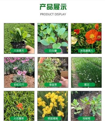 苗圃出售锦葵 花坛种植观赏花卉花镜切花材料